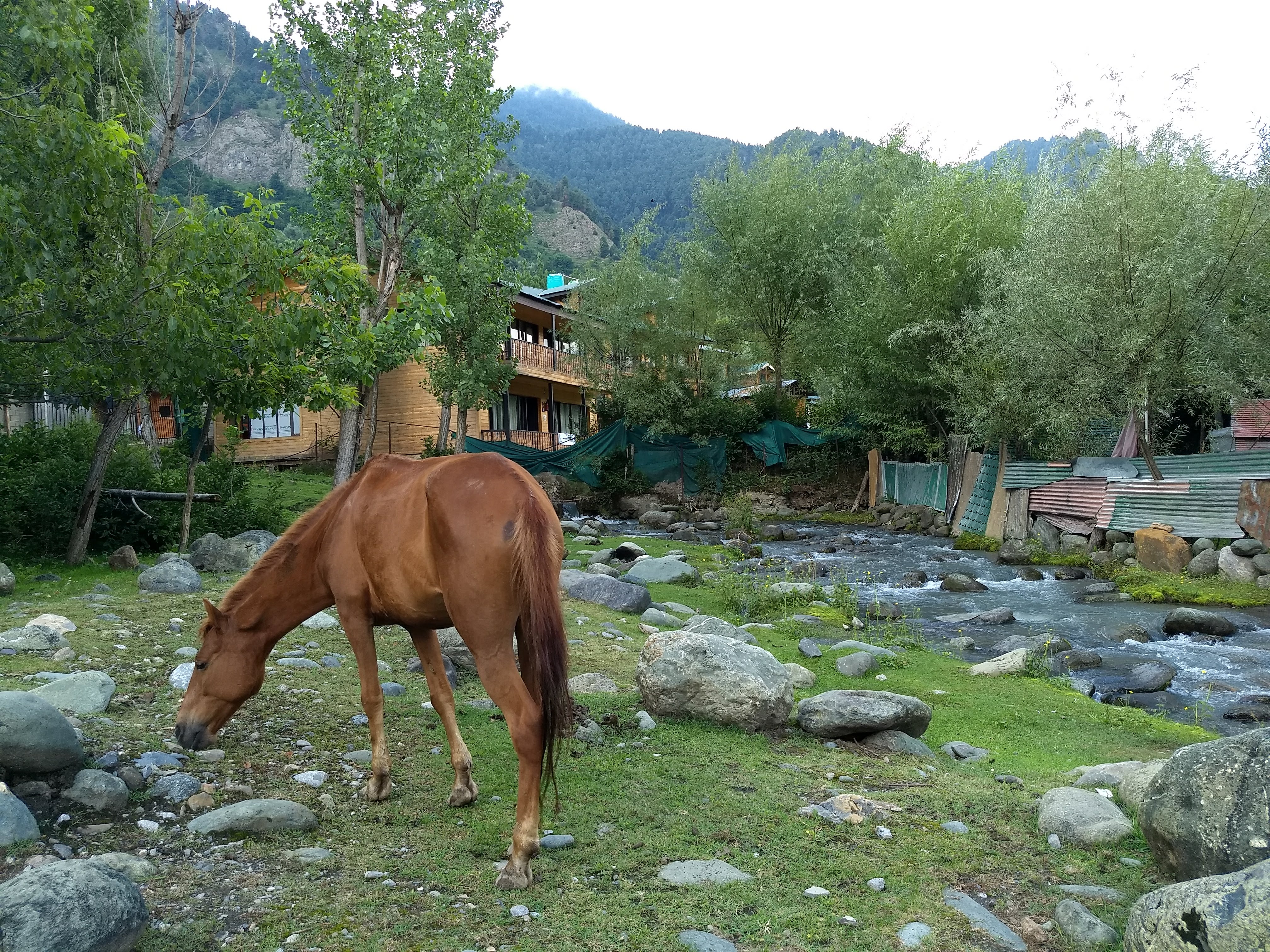 Horse grazing near Lidder