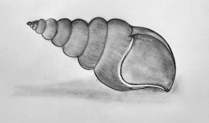 Sea shell ink sketch stock illustration Illustration of spiral  36014957